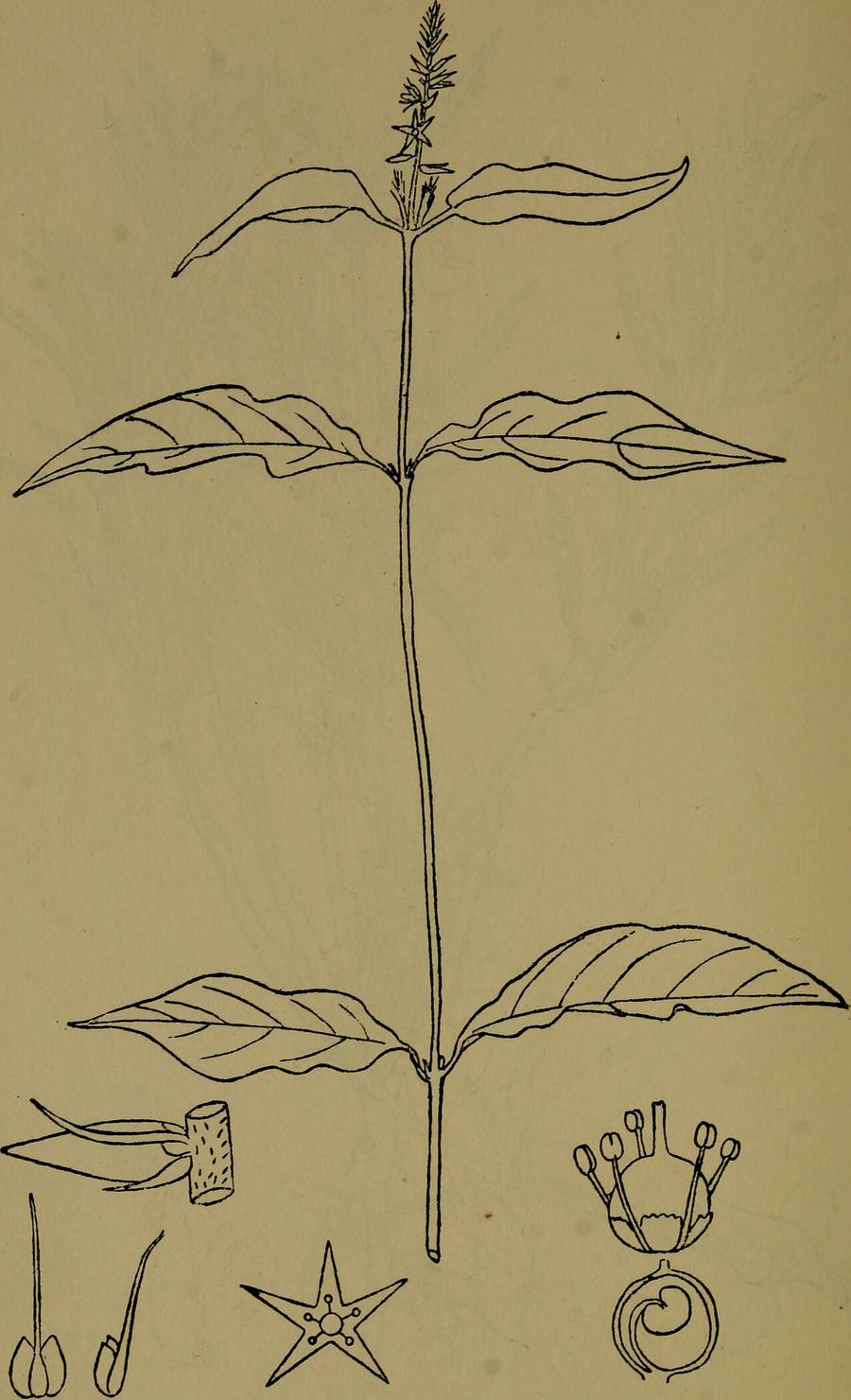 Achyranthes (niu xi), Achyranthes bidentata. Botanical plate: The flora of the Nilgiri and Pulney Hill-tops (1915) (14596374870)