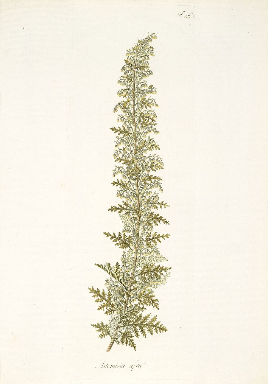African wormwood, Artemisia afra. Botanical plate: Artemisia afra