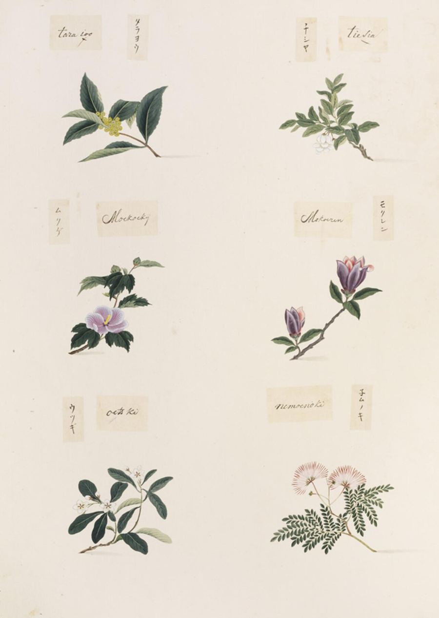 Albizia bark, Albizia julibrissin. Botanical plate: Naturalis Biodiversity Center - RMNH.ART.360-Albizia julibrissin-Hibiscus syriacus-Deutzia