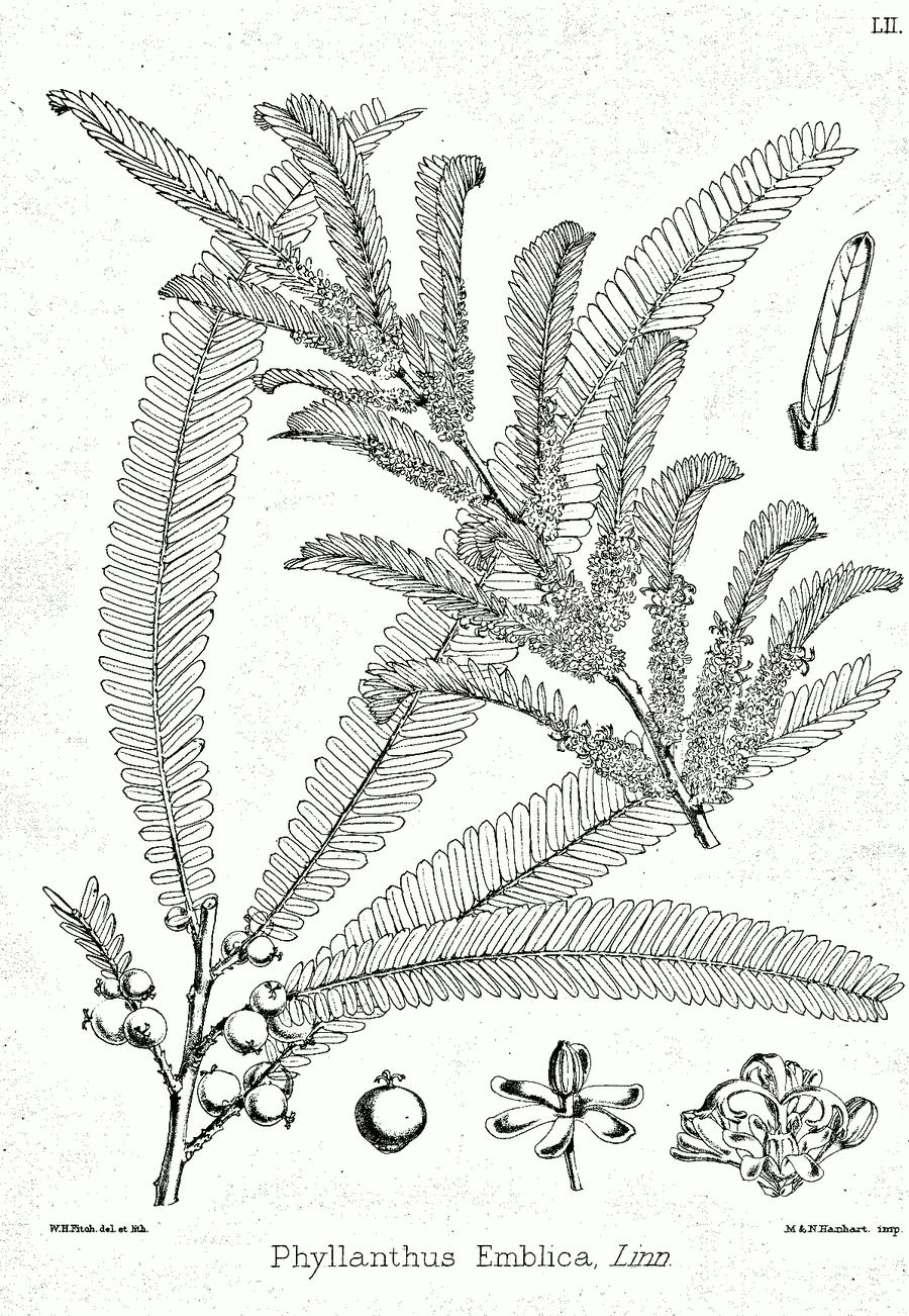 Amla (Indian gooseberry), Phyllanthus emblica. Botanical plate: Phyllanthus emblica Bra52