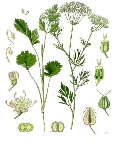 Anise, Pimpinella anisum. Botanical plate: Pimpinella anisum - Köhler–s Medizinal-Pflanzen-240