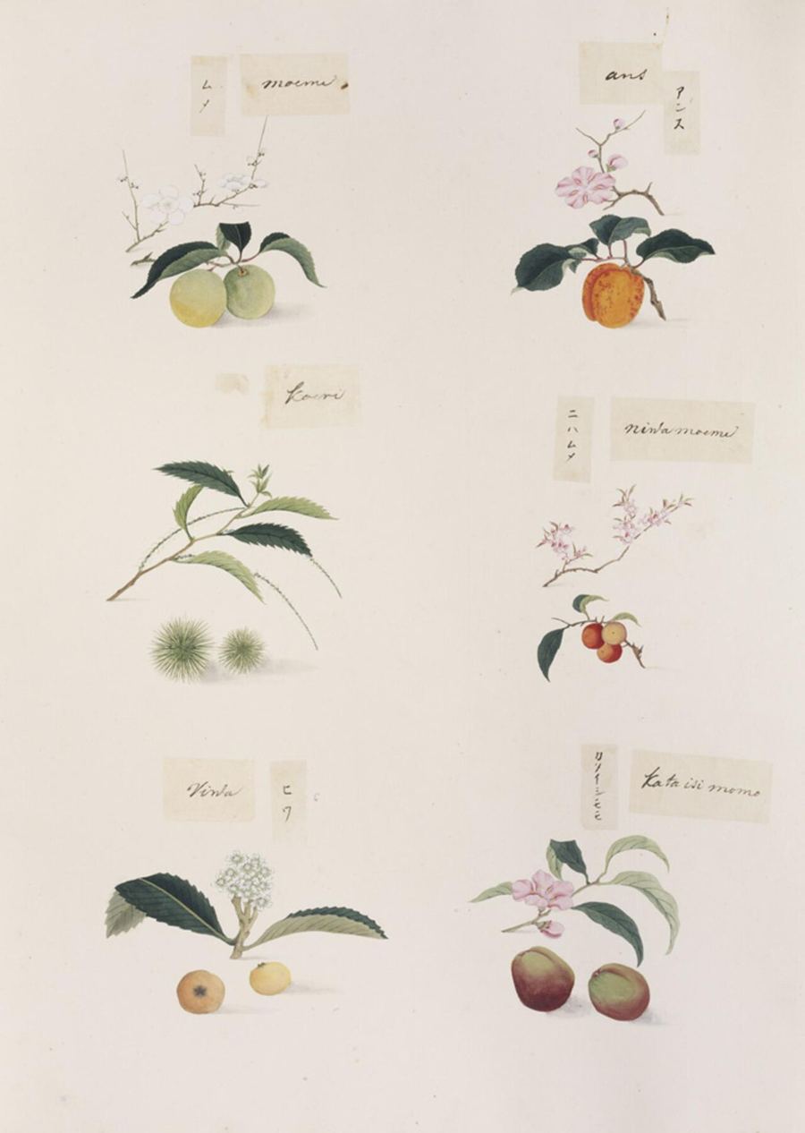 Apricot kernel (xing ren), Prunus armeniaca. Botanical plate: Naturalis Biodiversity Center - RMNH.ART.277 - Prunus mume-Prunus armeniaca-Castanea crena