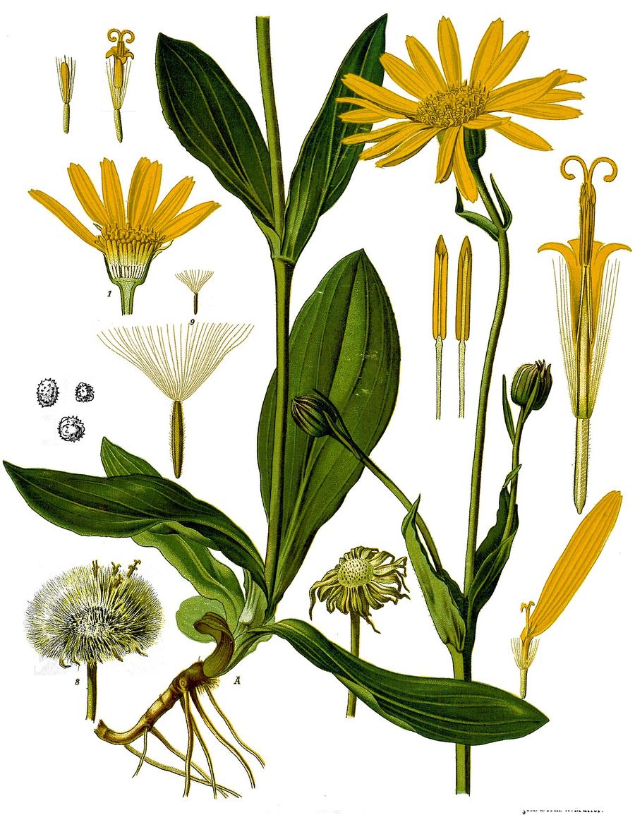 Arnica, Arnica montana. Botanical plate: Arnica montana - Köhler–s Medizinal-Pflanzen-015