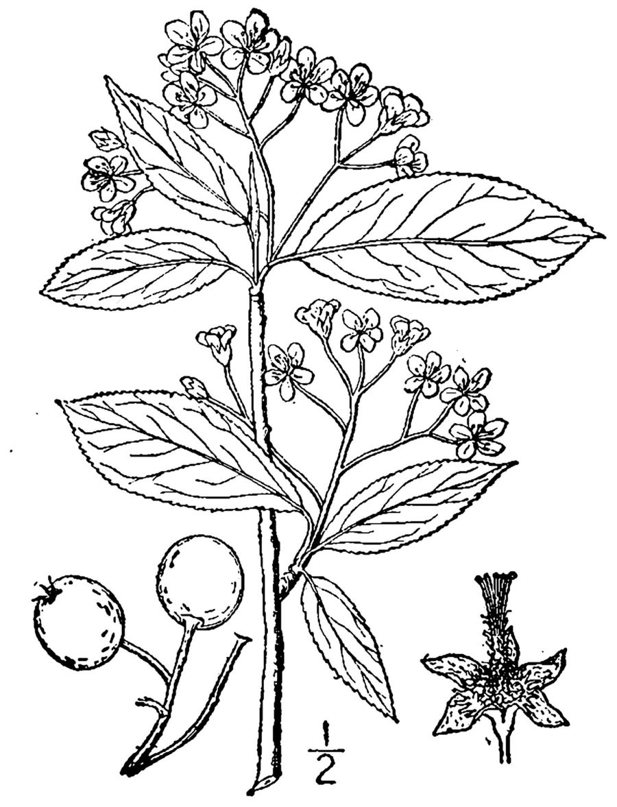 Aronia (chokeberry), Aronia melanocarpa. Botanical plate: Aronia melanocarpa (Michx.) Elliott