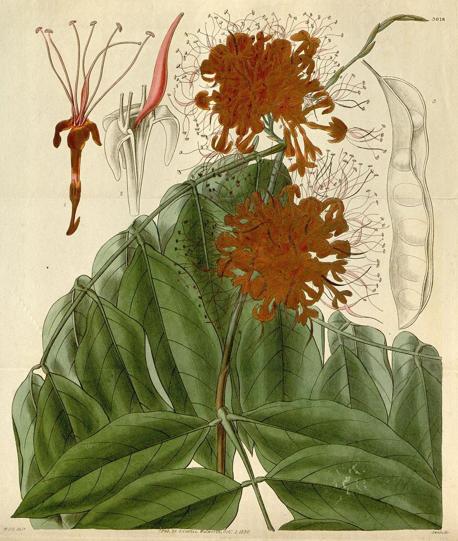 Ashoka, Saraca asoca. Botanical plate: Curtis's botanical magazine (8293279893)