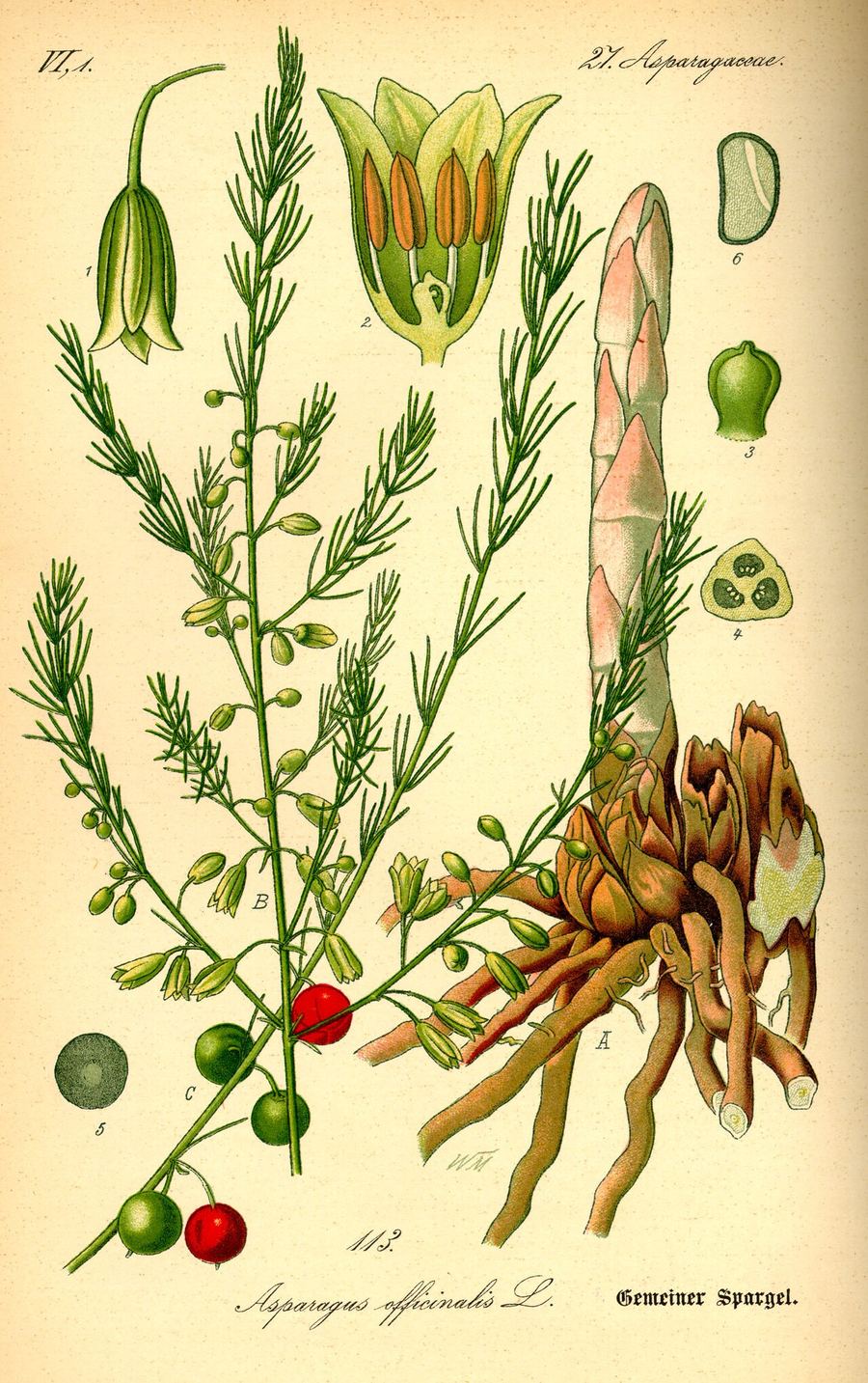 Asparagus, Asparagus officinalis. Botanical plate: Illustration Asparagus officinalis0