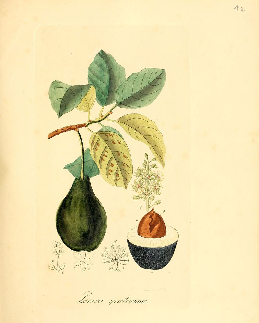 Avocado, Persea americana. Botanical plate: Flora medica, oder, Abbildung der wichtigsten officinellen Pflanzen (Pl. 042) (6031976663)