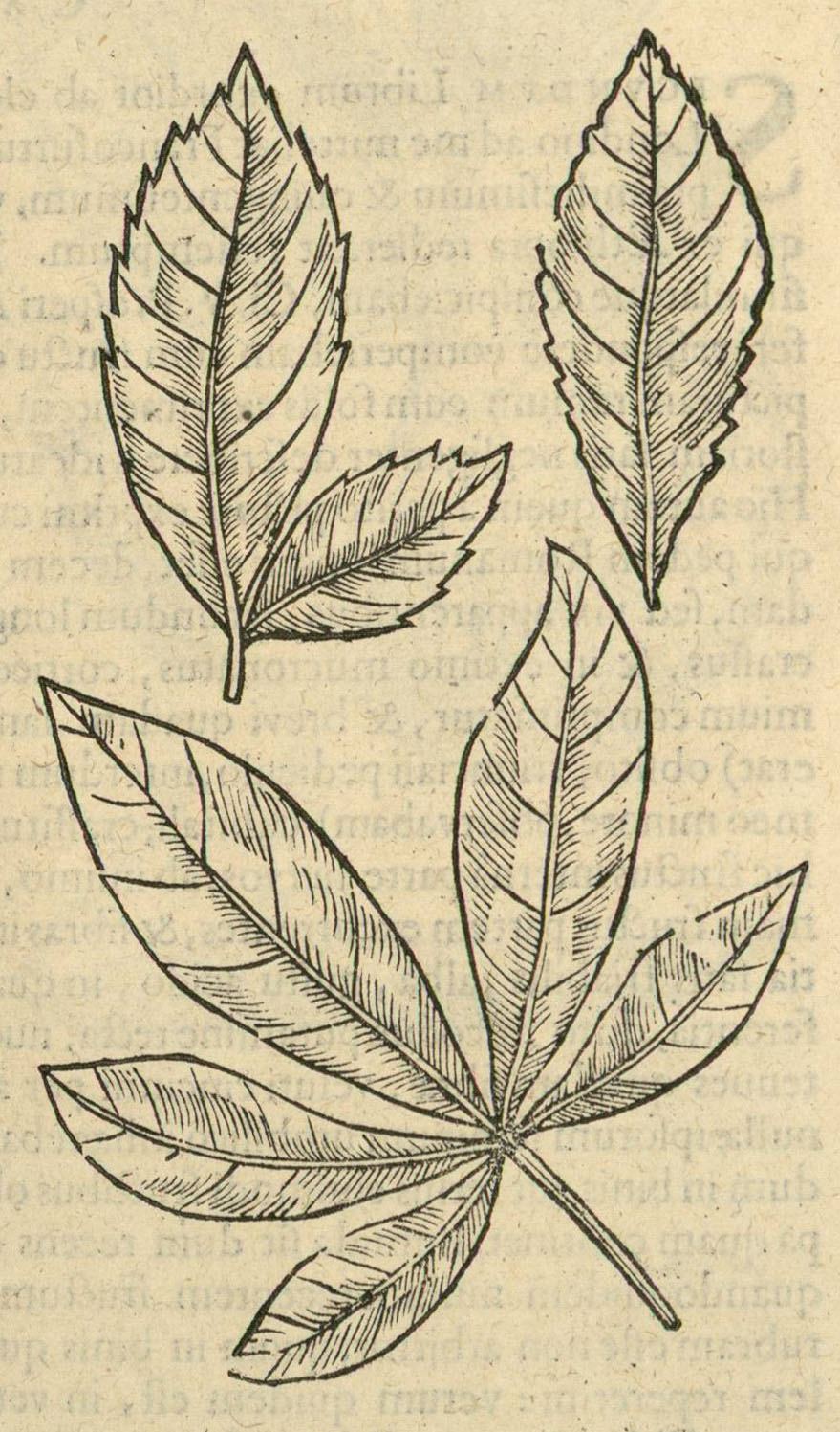 Baobab, Adansonia digitata. Botanical plate: Adansonia digitata-Blatt-Clusius-1605