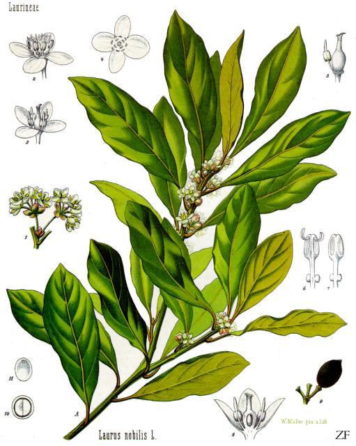Bay leaf, Laurus nobilis. Botanical plate: Laurus nobilis - Köhler–s Medizinal-Pflanzen-086