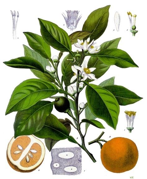 Bitter orange, Citrus × aurantium. Botanical plate: Citrus aurantium - Köhler–s Medizinal-Pflanzen-042