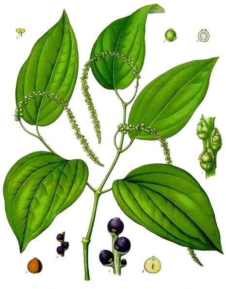 Black pepper, Piper nigrum. Botanical plate: Piper nigrum - Köhler–s Medizinal-Pflanzen-107