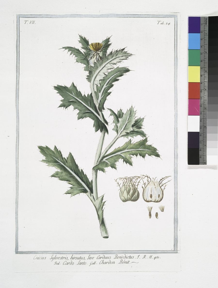 Blessed thistle, Cnicus benedictus. Botanical plate: Cnicus sylvestris, hirsutus, sive Carduus Benedictus - Cardo Santo - Chardon Bénit. (Bless