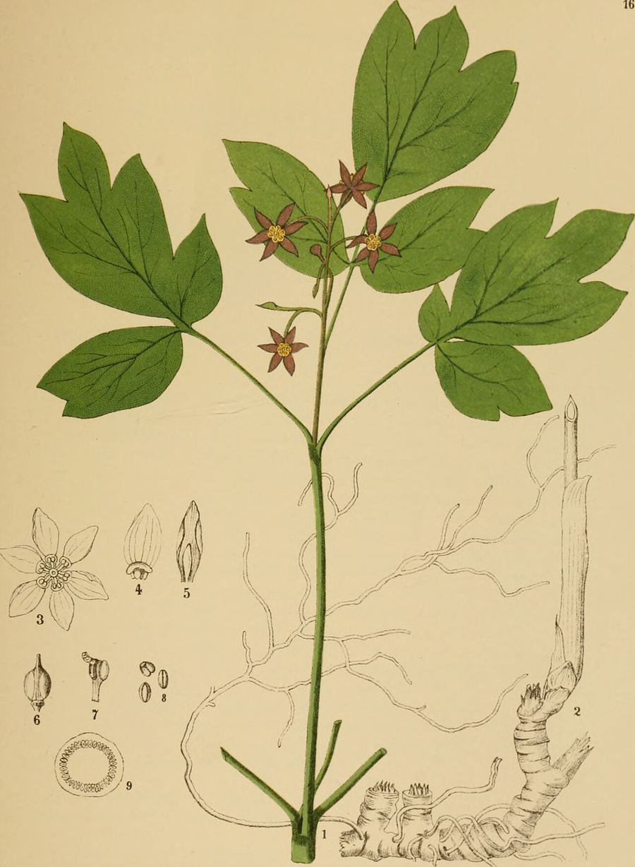 Blue cohosh, Caulophyllum thalictroides. Botanical plate: American medicinal plants; an illustrated and descriptive guide to the American plants use