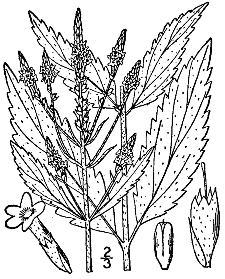 Blue vervain, Verbena hastata. Botanical plate: Verbena hastata L. Swamp verbena
