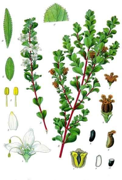Buchu, Agathosma betulina. Botanical plate: Agathosma betulina - Köhler–s Medizinal-Pflanzen-020