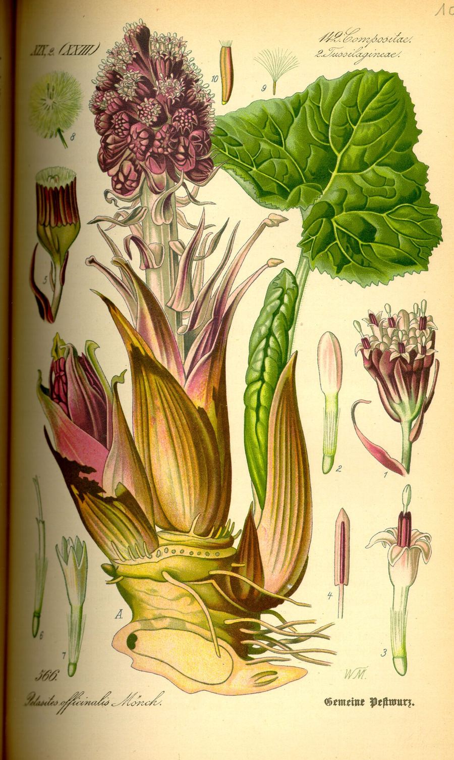 Butterbur, Petasites hybridus. Botanical plate: Illustration Petasites hybridus0