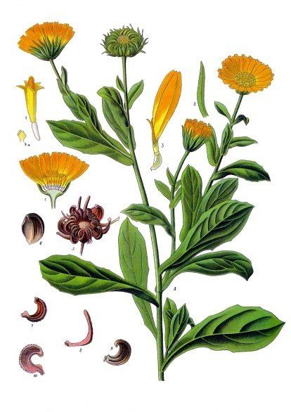 Calendula, Calendula officinalis. Botanical plate: Calendula officinalis - Köhler–s Medizinal-Pflanzen-024
