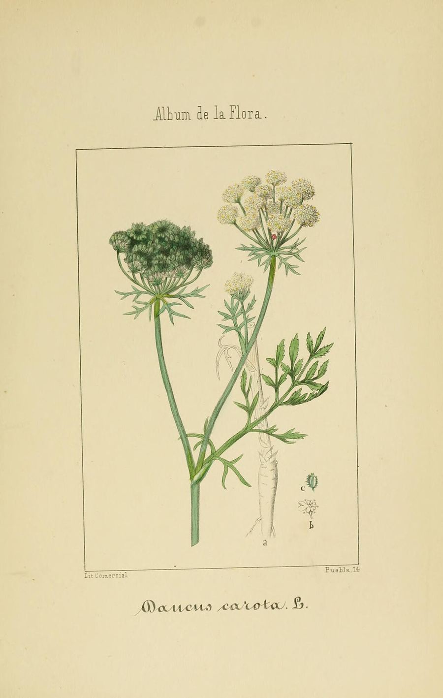 Carrots, Daucus carota. Botanical plate: Album de la flora médico-farmacéutica é industrial, indígena y exótica (Pl. 37) BHL1123850