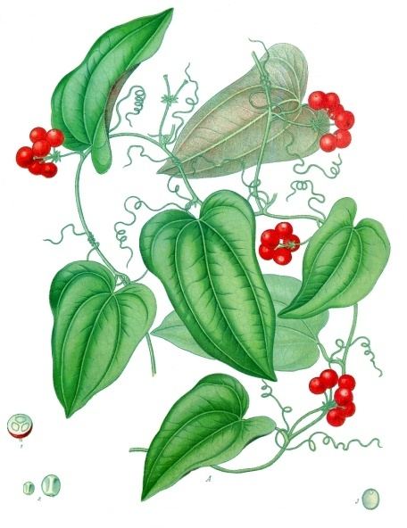 Chainey root, Smilax balbisiana (also S. domingensis). Botanical plate: Smilax aristolochiifolia - Köhler–s Medizinal-Pflanzen-130