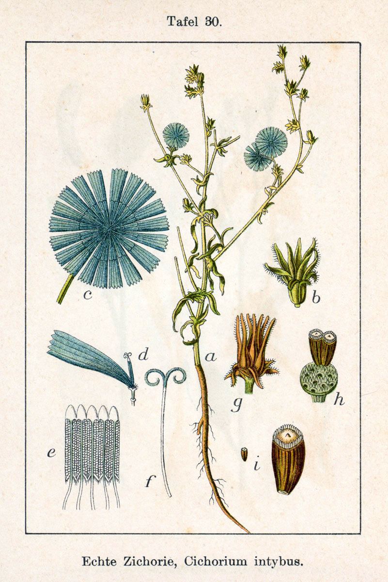 Chicory, Cichorium intybus. Botanical plate: Cichorium intybus Sturm30
