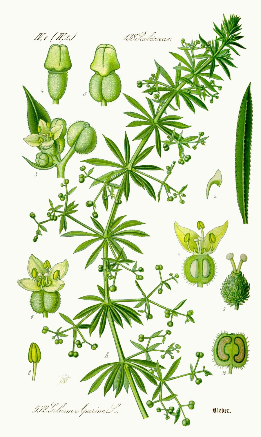 Cleavers, Galium aparine. Botanical plate: Illustration Galium aparine0
