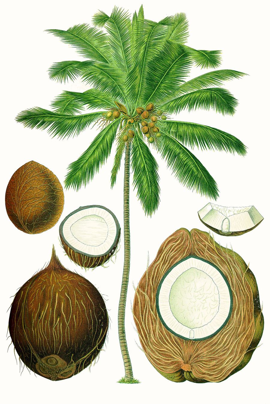 Coconut water, Cocos nucifera. Botanical plate: Cocos nucifera - Köhler–s Medizinal-Pflanzen-187