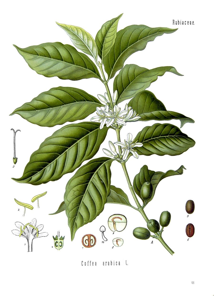 Coffee, Coffea arabica and Coffea canephora (robusta). Botanical plate: Coffea arabica - Köhler–s Medizinal-Pflanzen-189