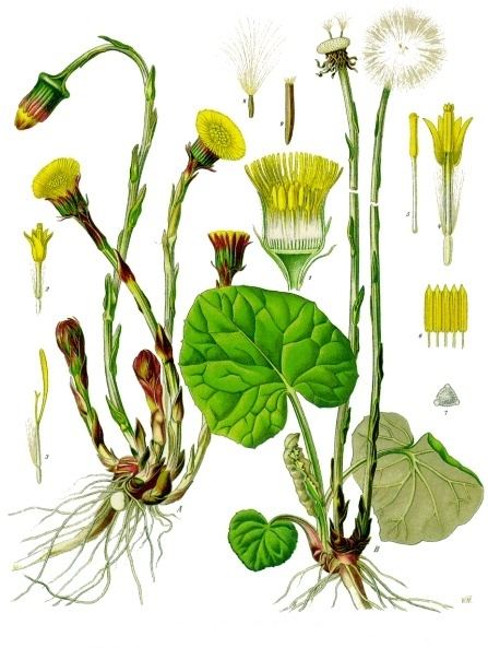 Coltsfoot, Tussilago farfara. Botanical plate: Tussilago farfara - Köhler–s Medizinal-Pflanzen-142