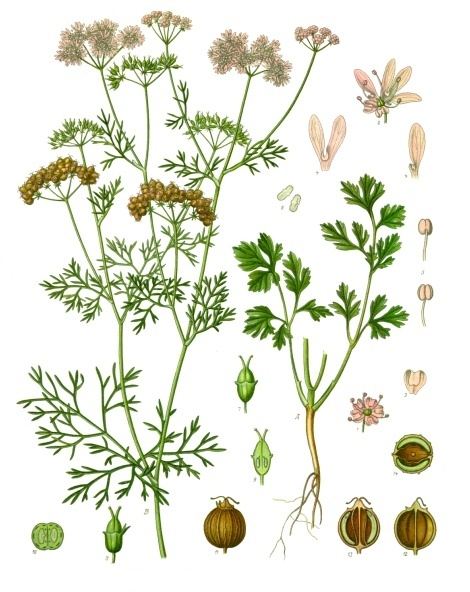 Coriander and cilantro, Coriandrum sativum. Botanical plate: Coriandrum sativum - Köhler–s Medizinal-Pflanzen-193