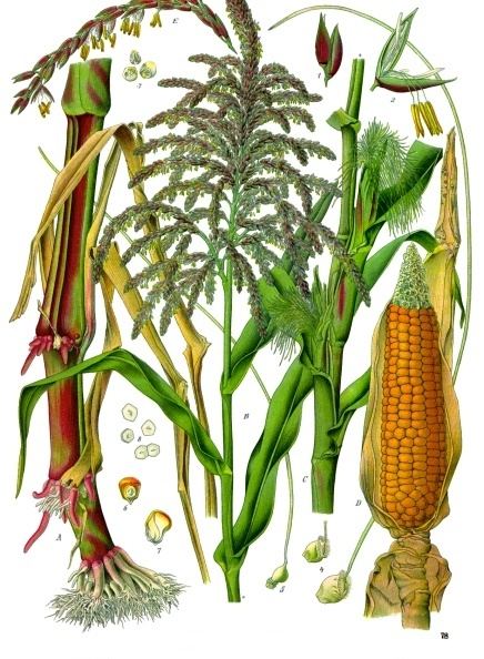 Corn silk, Zea mays. Botanical plate: Zea mays - Köhler–s Medizinal-Pflanzen-283