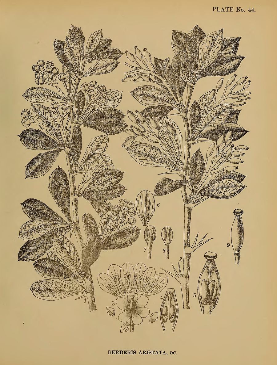 Daruharidra, Berberis aristata. Botanical plate: Indian Medicinal Plants (Plates Vol 1) (page 123 crop)