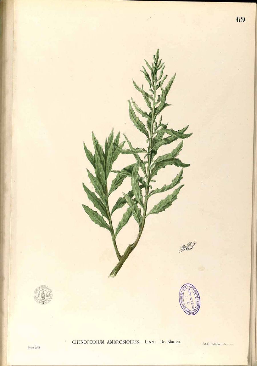 Epazote, Dysphania ambrosioides. Botanical plate: Dysphania ambrosioides Blanco1.69-original