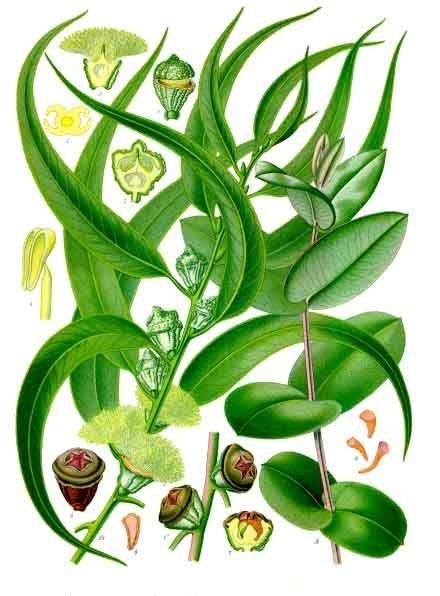 Eucalyptus, Eucalyptus globulus. Botanical plate: Eucalyptus globulus - Köhler–s Medizinal-Pflanzen-147