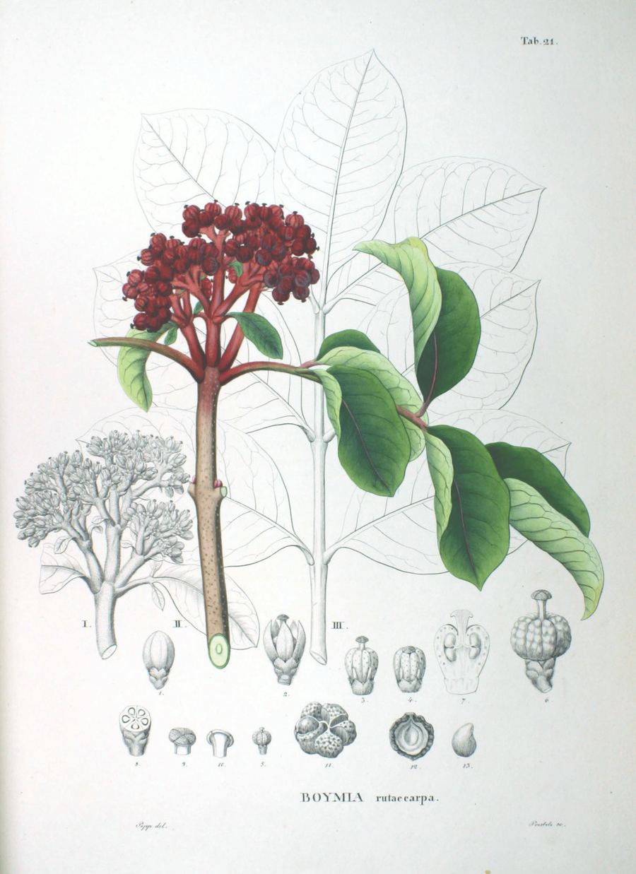 Evodia (wu zhu yu), Tetradium ruticarpum. Botanical plate: Rutaceae sp SZ21