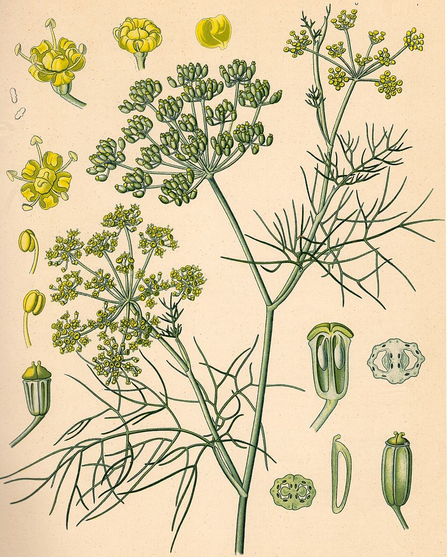 Fennel, Foeniculum vulgare. Botanical plate: Köhler Foeniculum