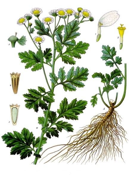 Feverfew, Tanacetum parthenium. Botanical plate: Tanacetum parthenium - Köhler–s Medizinal-Pflanzen-036