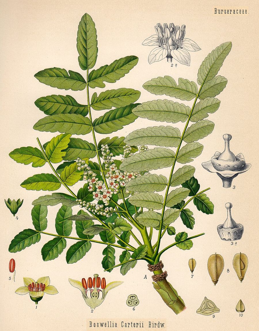 Frankincense, Boswellia sacra. Botanical plate: Köhler Boswellia
