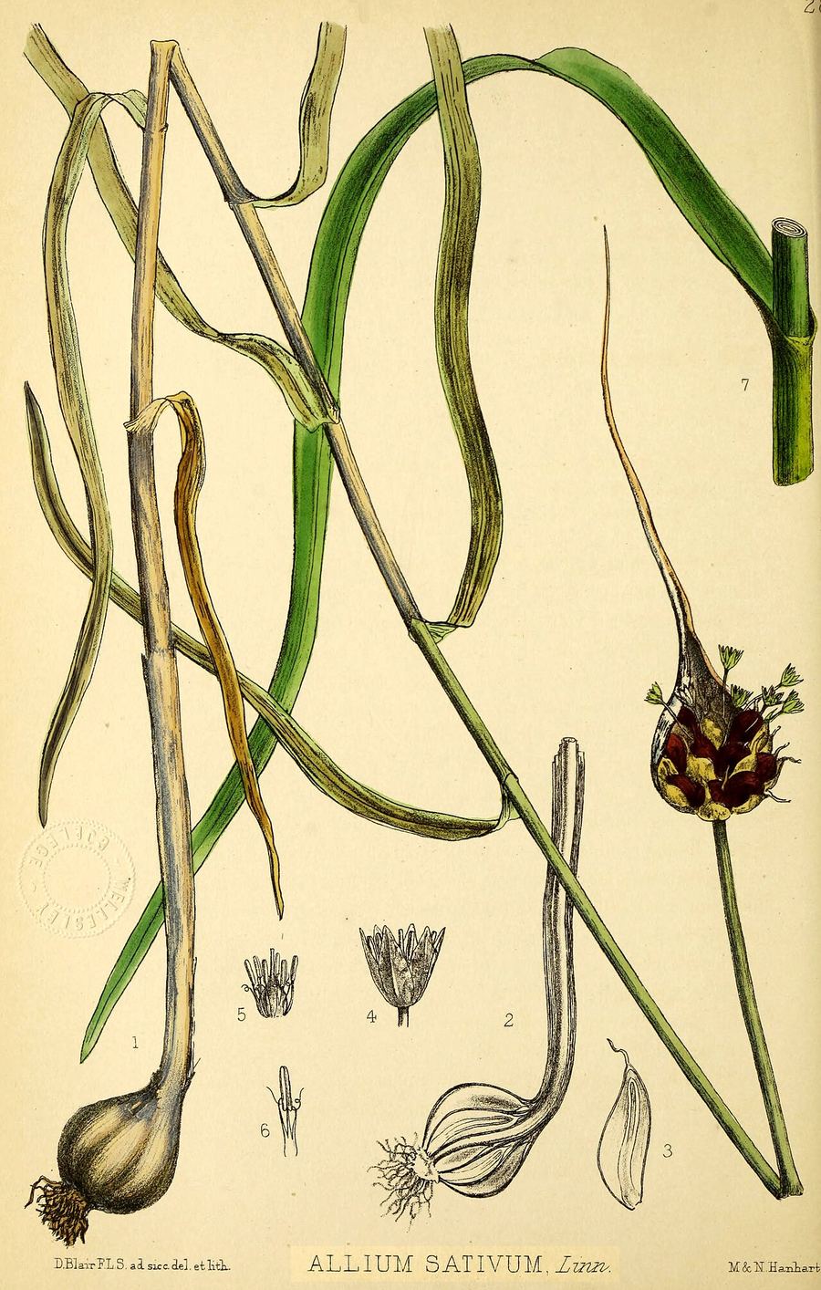 Garlic, Allium sativum. Botanical plate: Bentley und Trimen Allium sativum