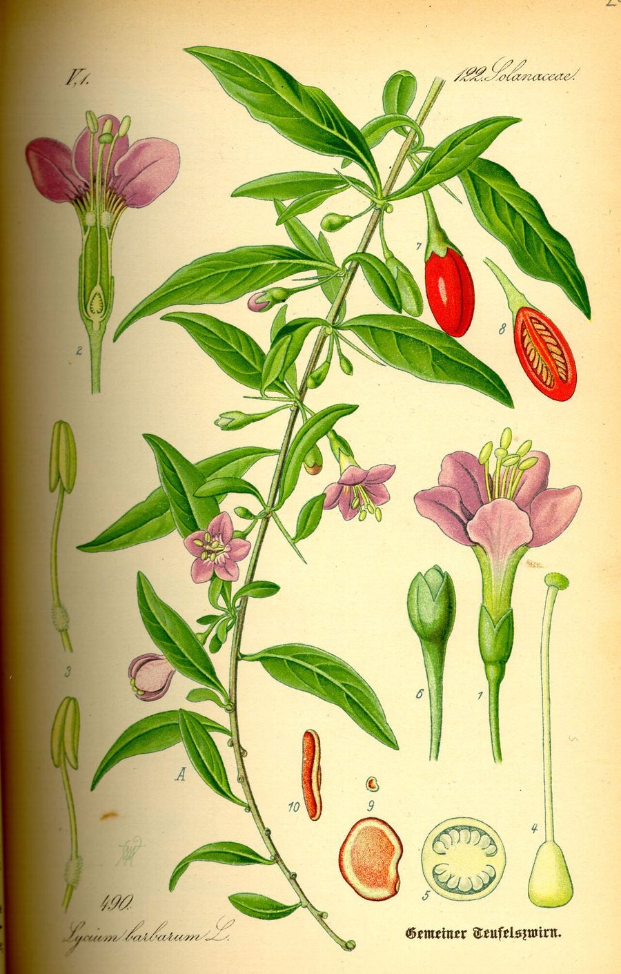 Goji berry, Lycium barbarum. Botanical plate: Illustration Lycium barbarum0