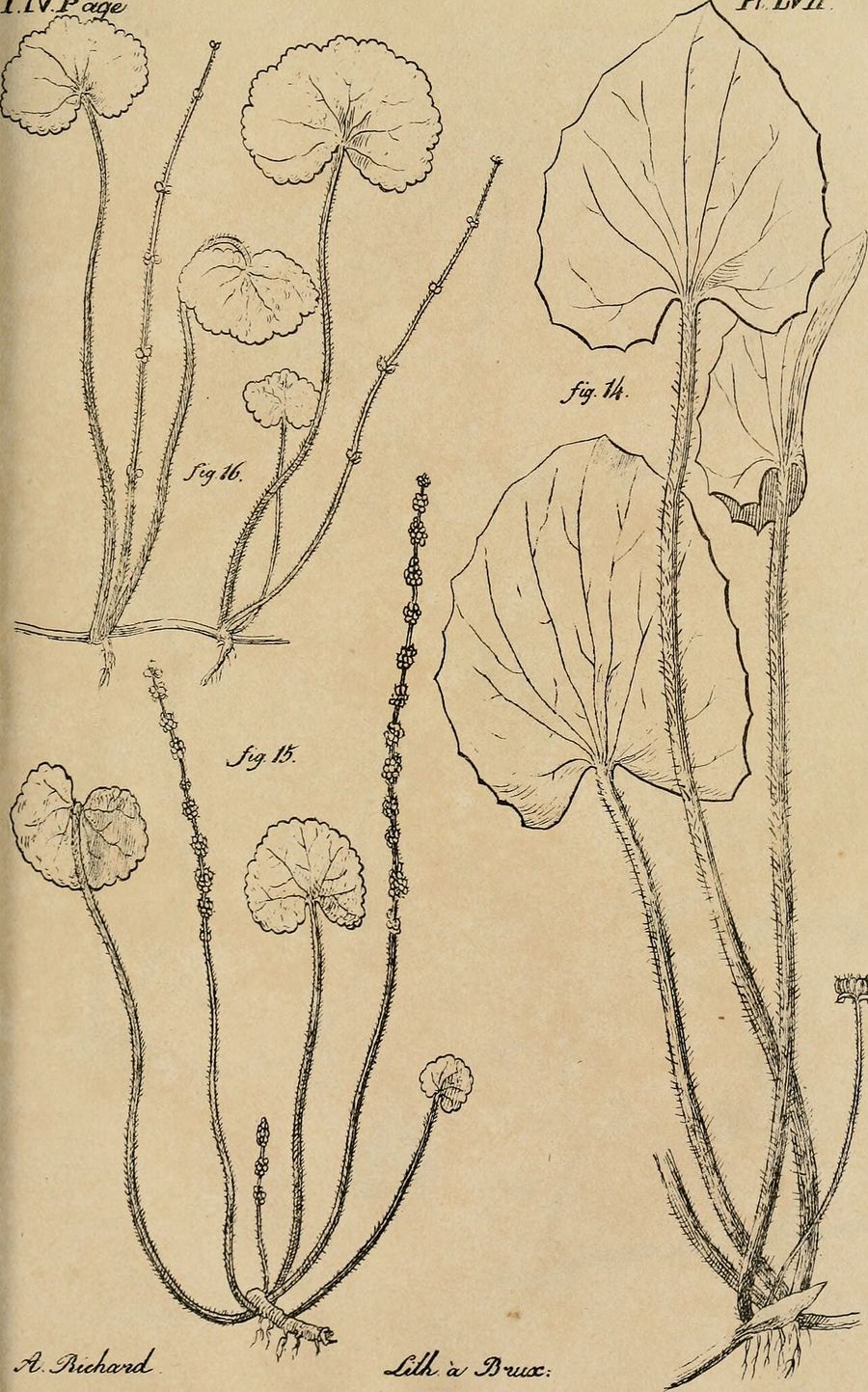 Gotu kola, Centella asiatica. Botanical plate: Annales gnrales des sciences physiques (1819-1821) (17786932514)
