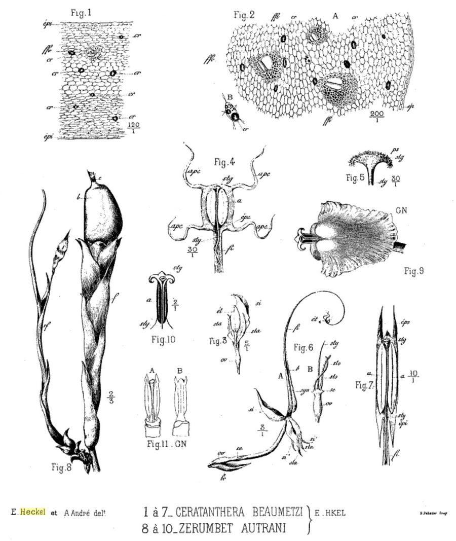 Grains of paradise, Aframomum melegueta. Botanical plate: Heckel-1891-dadigo (Aframomum exscapum)--Zerumbet autrani (Aframomum melegueta)-pl.3