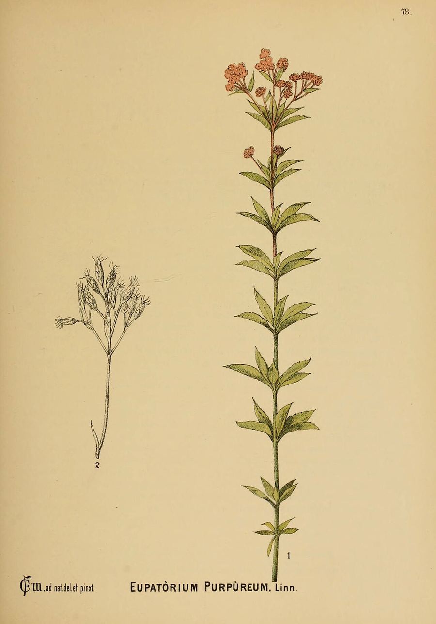 Gravel root, Eutrochium purpureum. Botanical plate: American medicinal plants (Plate 78) (6025412987)