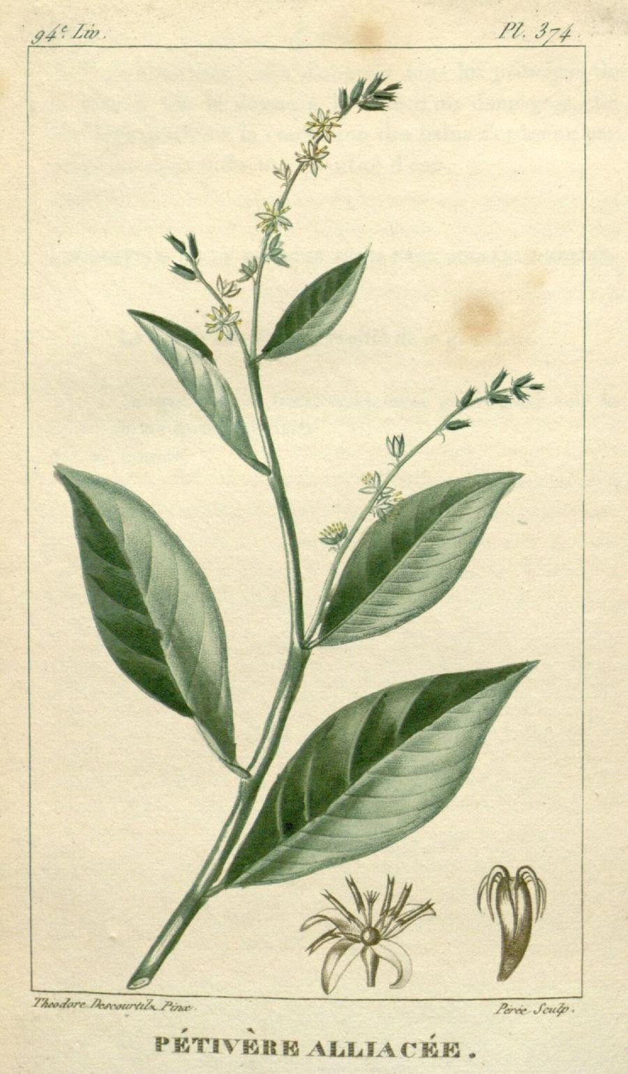 Guinea hen weed, Petiveria alliacea. Botanical plate: Flore médicale des Antilles, ou, Traité des plantes usuelles (Pl. 374) (7795752696)