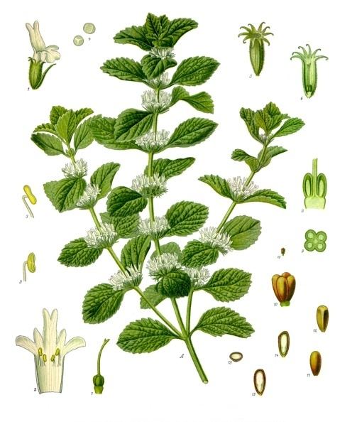 White horehound, Marrubium vulgare. Botanical plate: Marrubium vulgare - Köhler–s Medizinal-Pflanzen-224