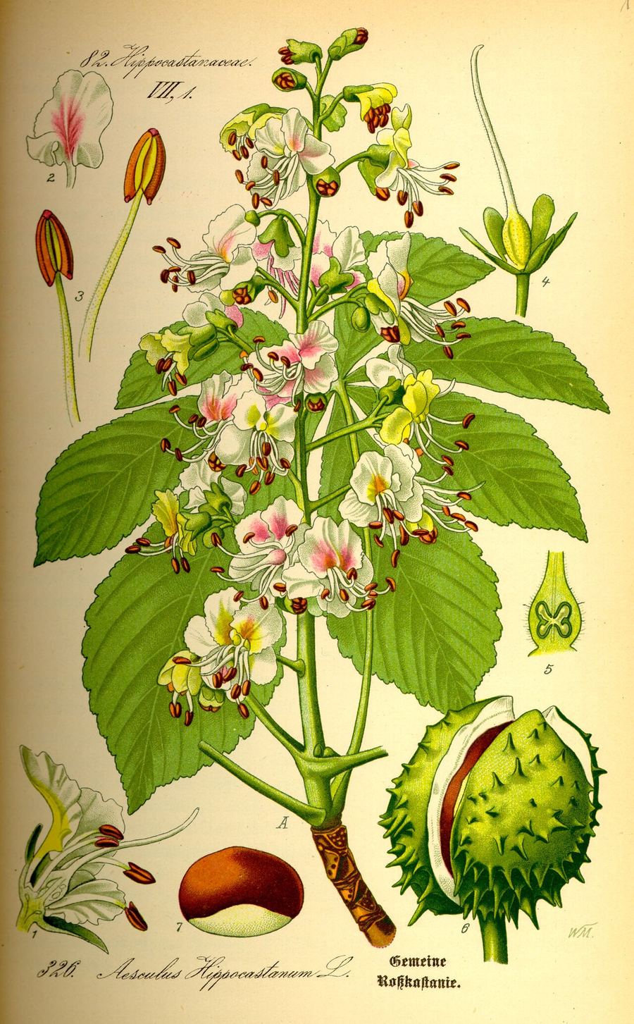 Horse chestnut, Aesculus hippocastanum. Botanical plate: Illustration Aesculus hippocastanum0