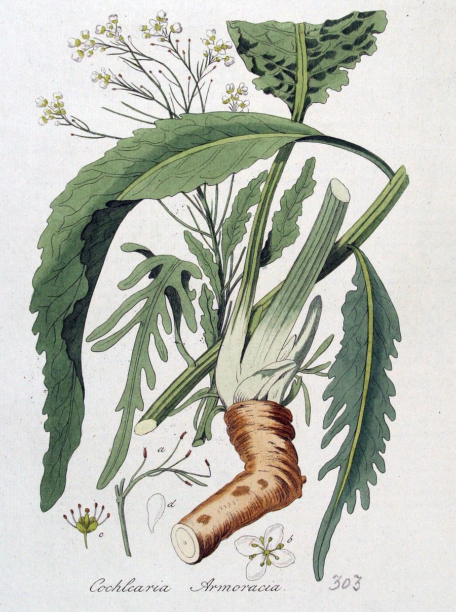Horseradish, Armoracia rusticana. Botanical plate: Cochlearia armoracia — Flora Batava — Volume v4