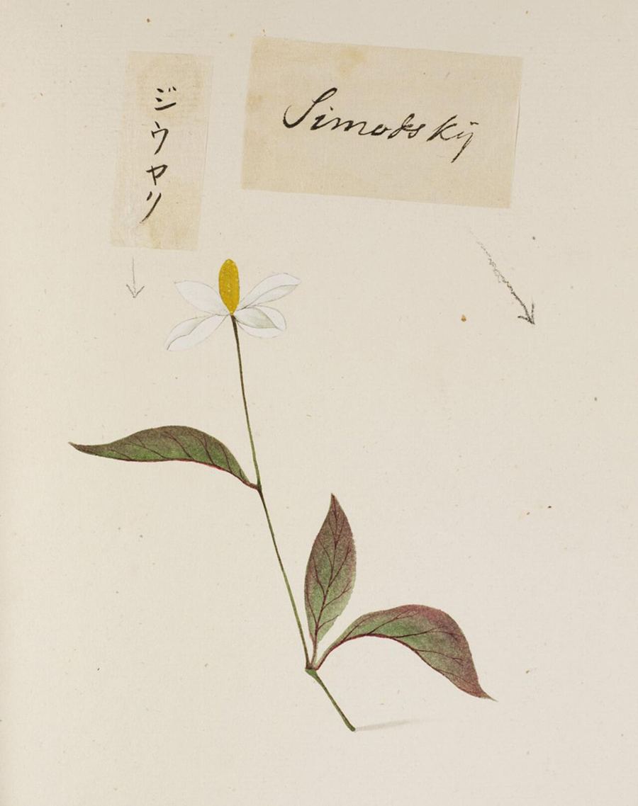 Houttuynia, Houttuynia cordata. Botanical plate: Naturalis Biodiversity Center - RMNH.ART.760 - Houttuynia cordata - Yūshi Ishizaki - Cock