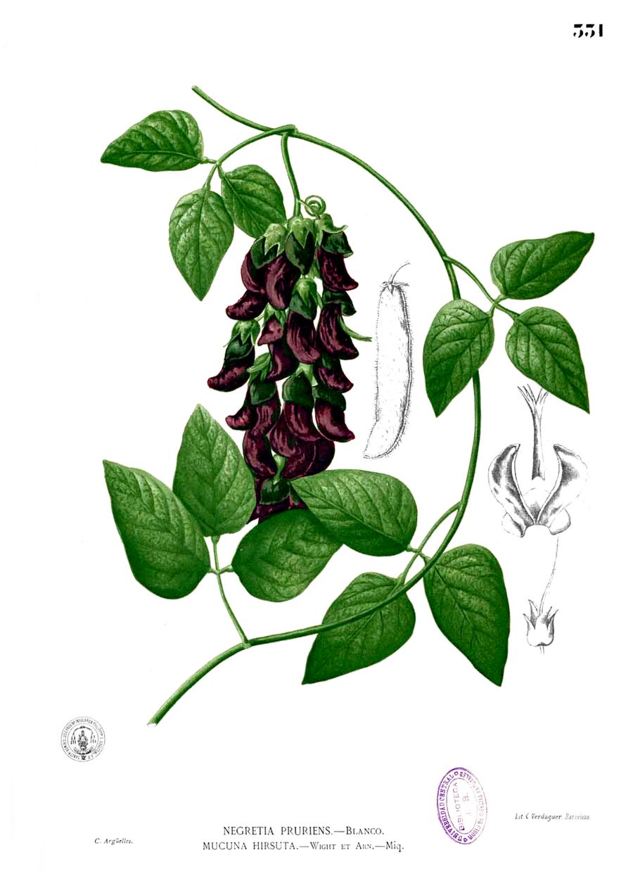 Kapikacchu (mucuna), Mucuna pruriens. Botanical plate: Mucuna pruriens Blanco2.331