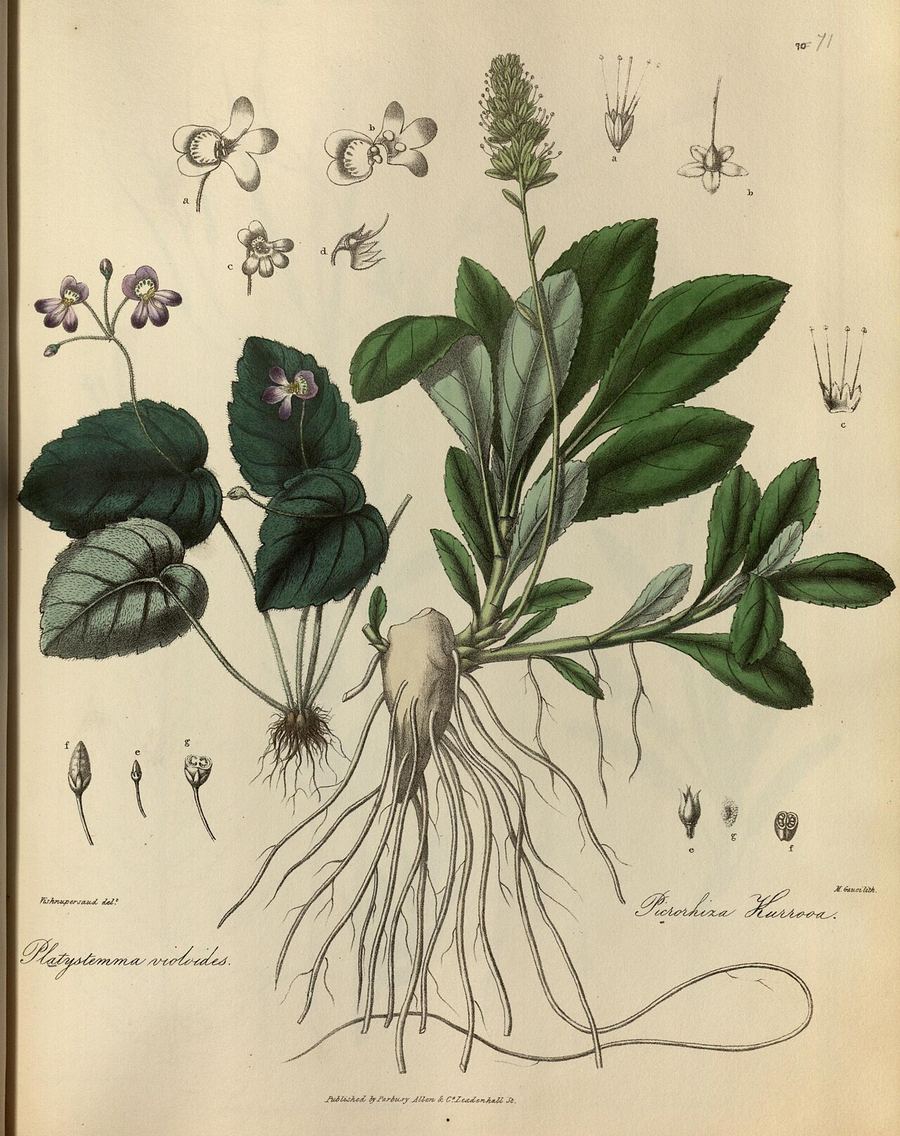 Kutki, Picrorhiza kurroa. Botanical plate: Illustrations of the botany and other branches of the natural history of the Himalayan Mou