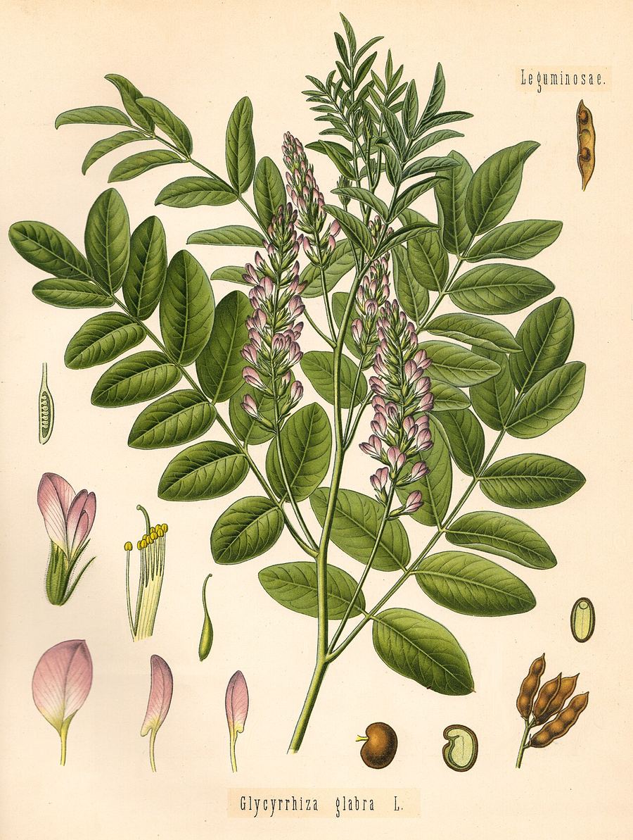 Licorice root, Glycyrrhiza glabra. Botanical plate: Köhler Glycyrrhiza
